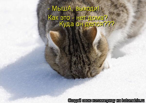 - МышА, выходи! Как это - нет дома? Куда он делся???... Котоматрица: - МышА, выходи! Как это - нет дома? Куда он делся???