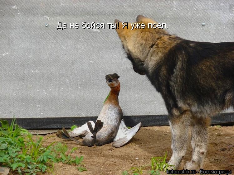Котоматрица: Да не бойся ты! Я уже поел.