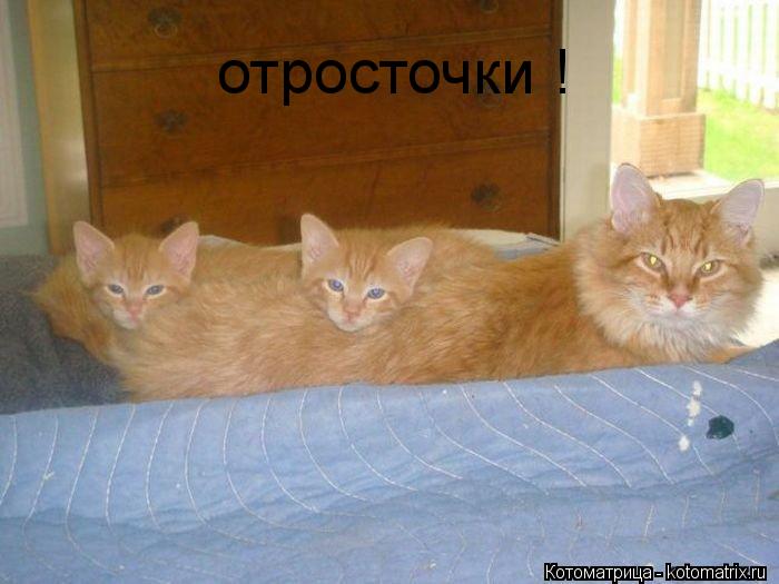 Котоматрица: отросточки !