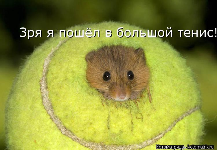 Котоматрица: Зря я пошёл в большой тенис!