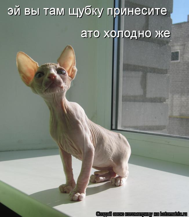 Котоматрица: эй вы там щубку принесите  ато холодно же