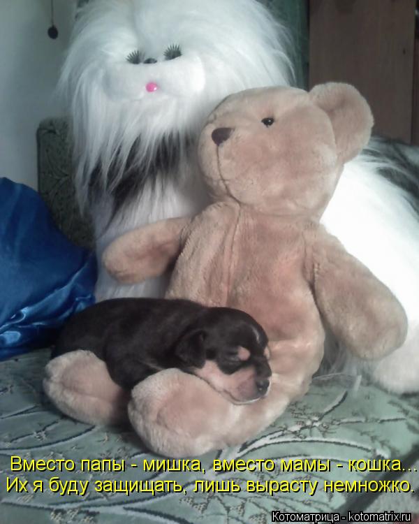 Котоматрица: Вместо папы - мишка, вместо мамы - кошка... Их я буду защищать, лишь вырасту немножко.