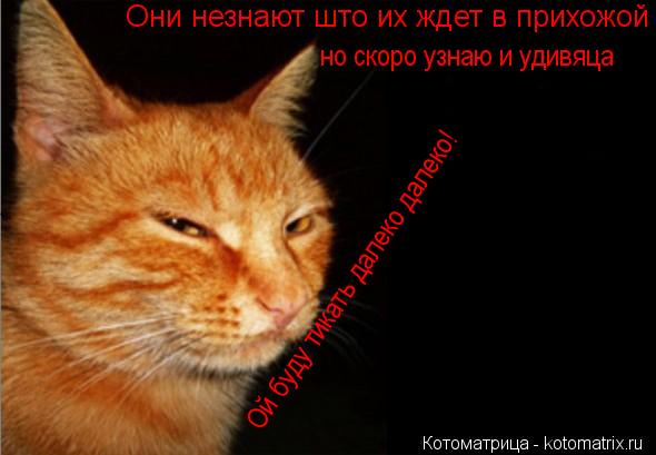 Котоматрица: Они незнают што их ждет в прихожой но скоро узнаю и удивяца Ой буду тикать далеко далеко!
