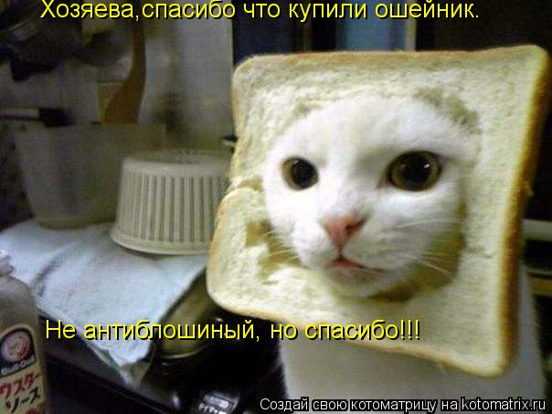 Котоматрица: Хозяева,спасибо что купили ошейник. Не антиблошиный, но спасибо!!!