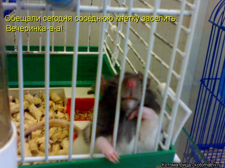 Котоматрица: Обещали сегодня соседнюю клетку заселить.  Вечеринка-а-а!