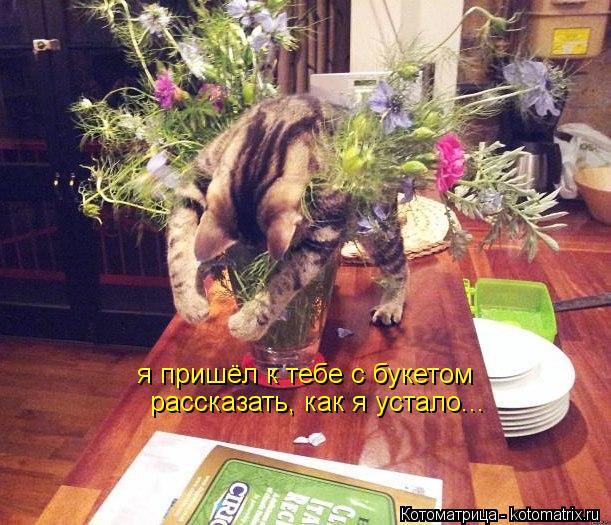 я пришёл к тебе с букетом рассказать, как я устало...... Котоматрица: я пришёл к тебе с букетом рассказать, как я устало...