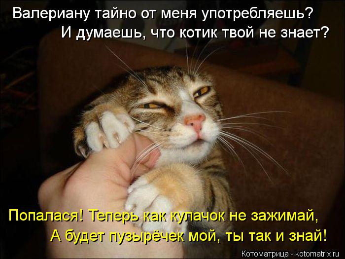 Котоматрица: Валериану тайно от меня употребляешь? И думаешь, что котик твой не знает? Попалася! Теперь как кулачок не зажимай, А будет пузырёчек мой, ты т