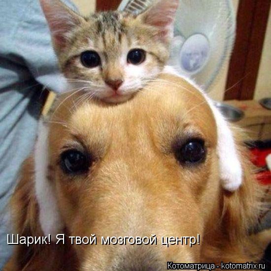 Шарик! Я твой мозговой центр!... Котоматрица: Шарик! Я твой мозговой центр!