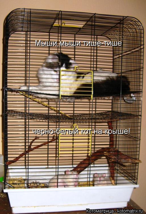 Котоматрица: Мыши,мыши тише-тише  черно-белый кот на крыше!