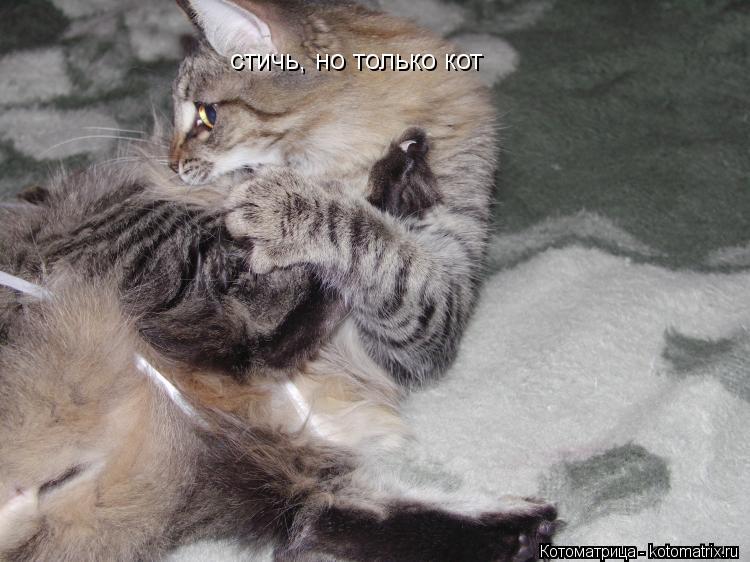 стичь, но только кот... Котоматрица: стичь, но только кот