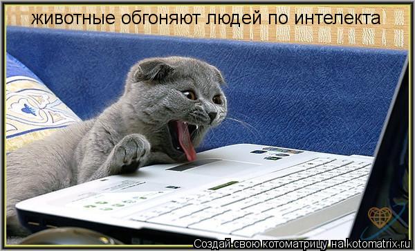 Котоматрица: животные обгоняют людей по интелекта