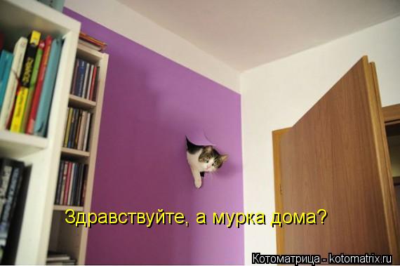 Котоматрица: Здравствуйте, а мурка дома?