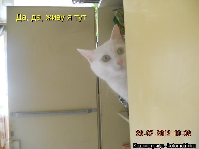 Котоматрица: Да, да, живу я тут