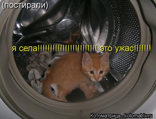 Котоматрица: (постирали) я села!!!!!!!!!!!!!!!!!!!!!!!! это ужас!!!!!!!
