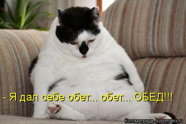 Котоматрица: - Я дал себе обет... обет... ОБЕД!!!