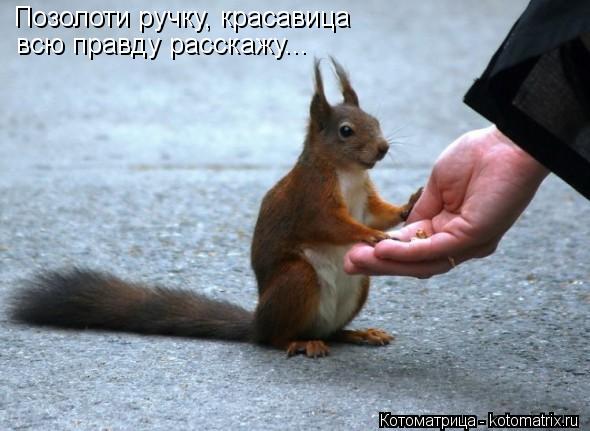 Котоматрица: Позолоти ручку, красавица всю правду расскажу...