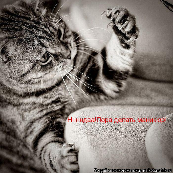 Нннндаа!Пора делать маникюр!... Котоматрица: Нннндаа!Пора делать маникюр!
