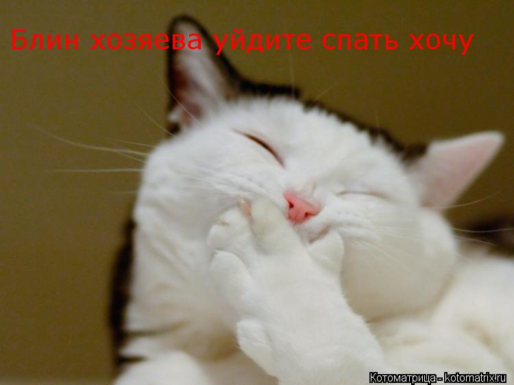 Котоматрица: Блин хозяева уйдите спать хочу Блин хозяева уйдите спать хочу