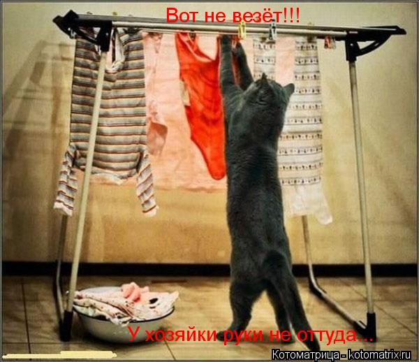 Котоматрица: Вот не везёт!!! У хозяйки руки не оттуда...