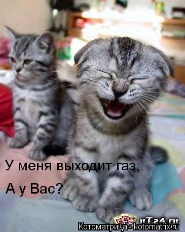 Котоматрица: У меня выходит газ, А у Вас?