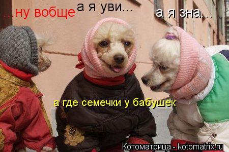Котоматрица: а я зна... а я уви... ...ну вобще а где семечки у бабушек