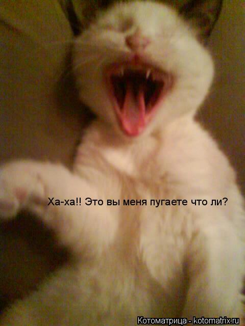 Котоматрица: Ха-ха!! Это вы меня пугаете что ли?