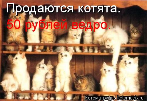 Котоматрица: Продаются котята. 50 рублей ведро.