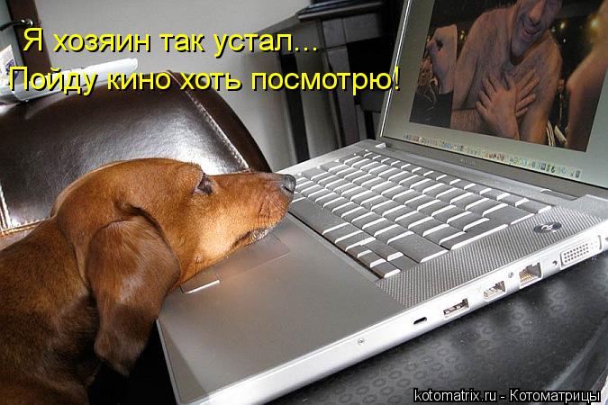Котоматрица: Я хозяин так устал... Пойду кино хоть посмотрю!