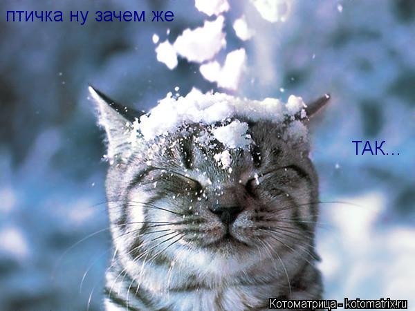 Котоматрица: птичка ну зачем же  ТАК...