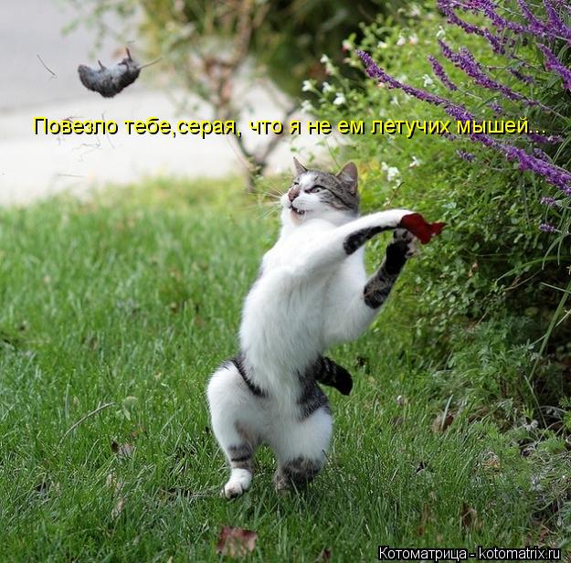 Повезло тебе,серая, что я не ем летучих мышей...... Котоматрица: Повезло тебе,серая, что я не ем летучих мышей...