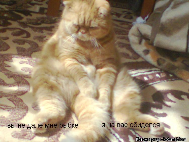 Котоматрица: вы не дале мне рыбке я на вас обиделся
