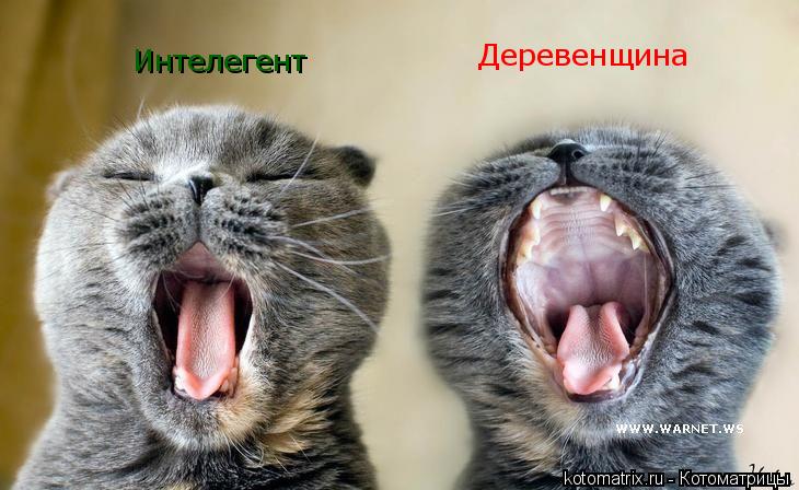 Интелегент Деревенщина... Котоматрица: Интелегент Деревенщина
