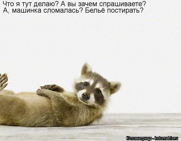 Котоматрица: Что я тут делаю? А вы зачем спрашиваете? А, машинка сломалась? Бельё постирать?