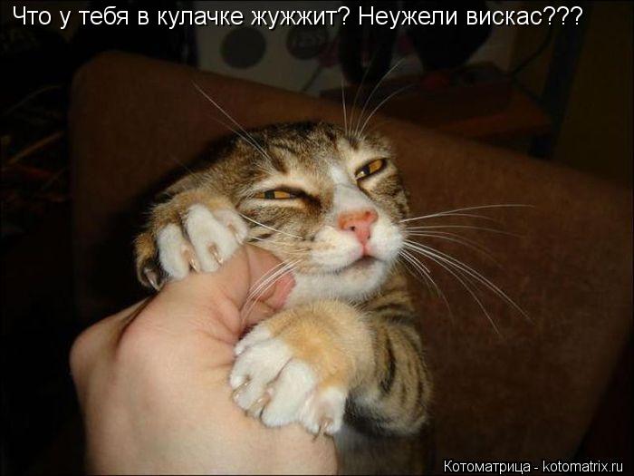 Котоматрица: Что у тебя в кулачке жужжит? Неужели вискас???