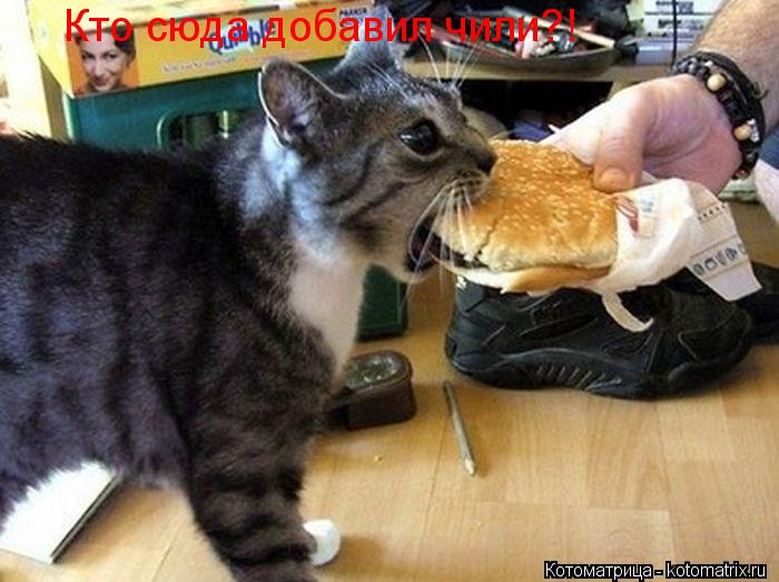 Кто сюда добавил чили?!... Котоматрица: Кто сюда добавил чили?!