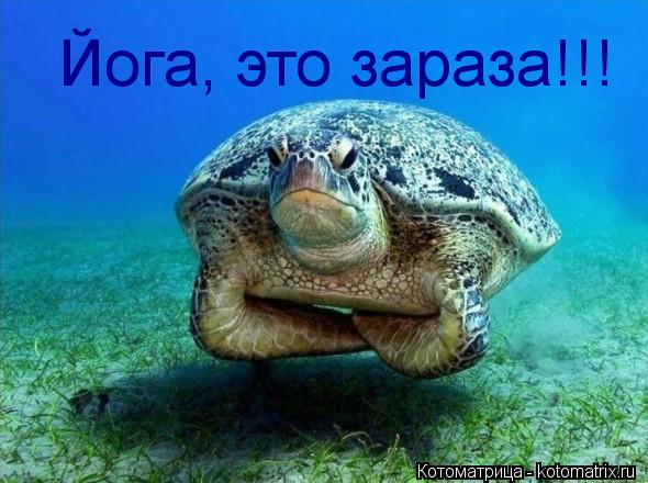 Котоматрица: Йога, это зараза!!!