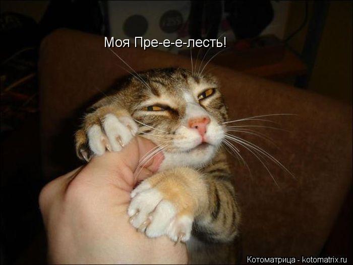 Моя Пре-е-е-лесть!... Котоматрица: Моя Пре-е-е-лесть!