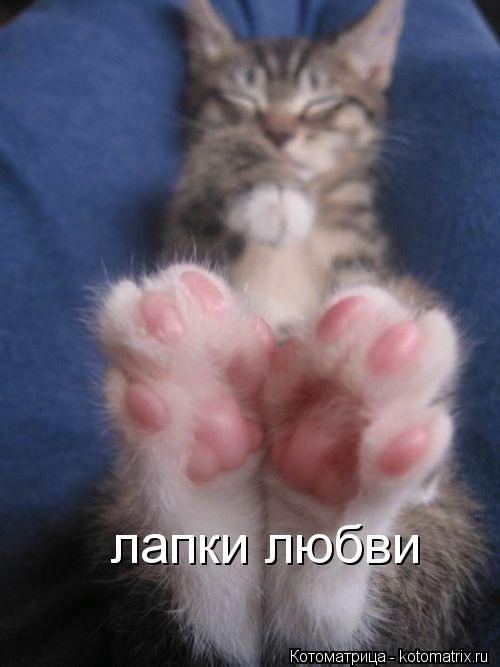 Котоматрица: лапки любви