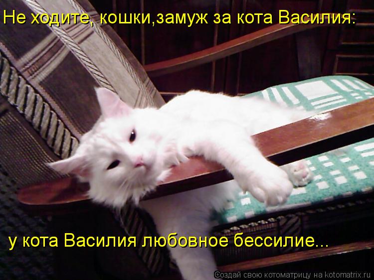 Не ходите, кошки,замуж за кота Василия: у кота Василия любовное бессилие... у кота Василия любовное б... Котоматрица: Не ходите, кошки,замуж за кота Василия: у кота Василия любовное бессилие... у кота Василия любовное бессилие...