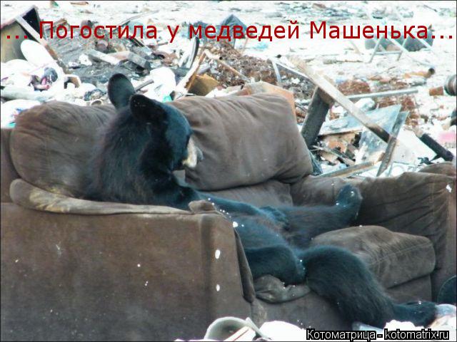 ... Погостила у медведей Машенька...... Котоматрица: ... Погостила у медведей Машенька...