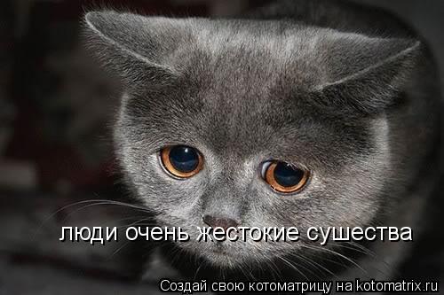 Котоматрица: люди очень жестокие сушества