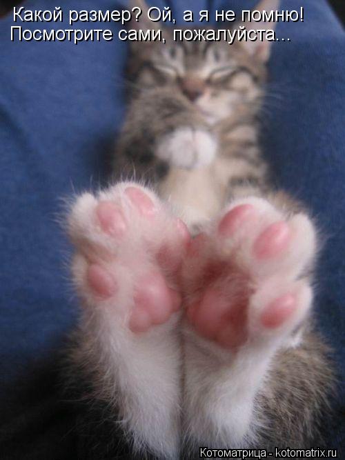 Котоматрица: Какой размер? Ой, а я не помню! Посмотрите сами, пожалуйста...