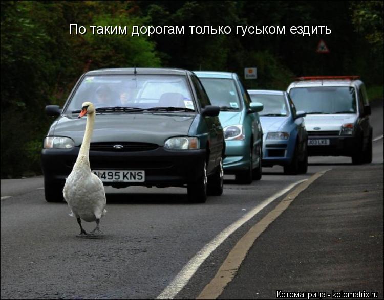 Котоматрица: По таким дорогам только гуськом ездить