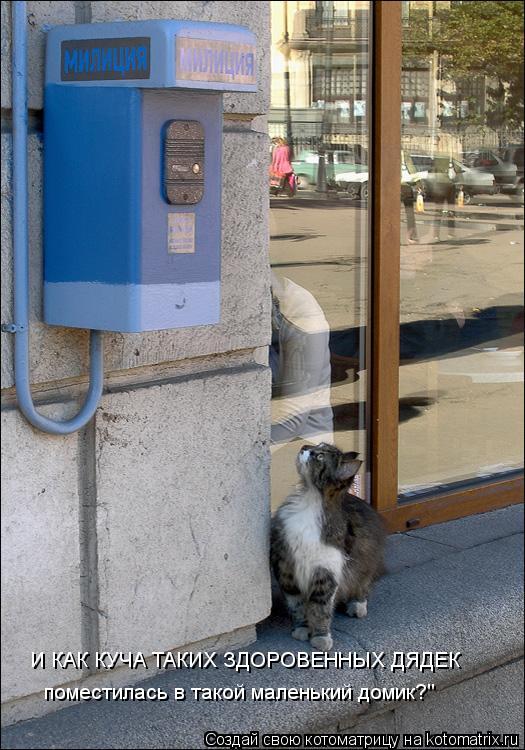 Котоматрица: И КАК КУЧА ТАКИХ ЗДОРОВЕННЫХ ДЯДЕК поместилась в такой маленький домик?"
