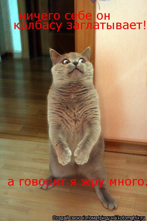 Котоматрица: ничего себе он колбасу заглатывает! а говорят я жру много.