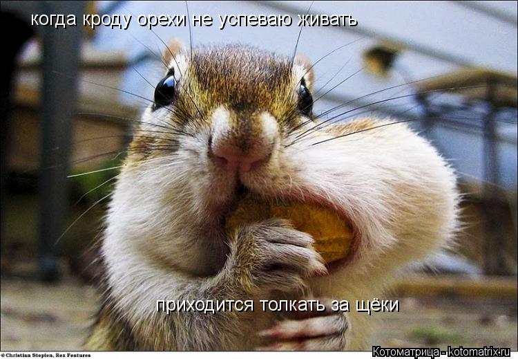 Котоматрица: когда кроду орехи не успеваю живать   приходится толкать за щёки