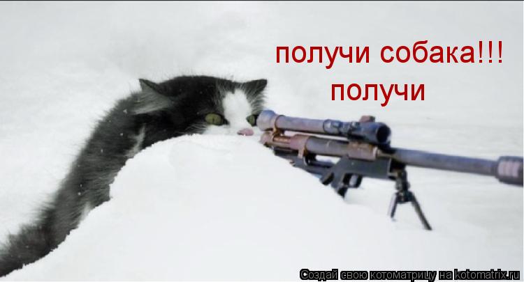 Котоматрица: получи собака!!! получи