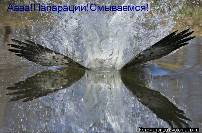 Котоматрица: Аааа!Папарации!Смываемся!