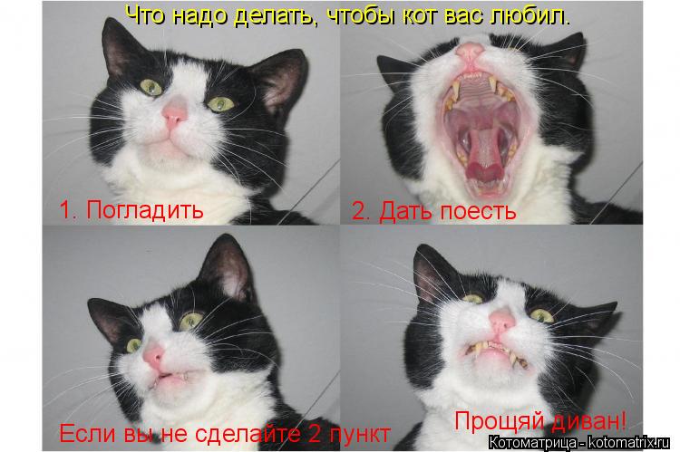 Котоматрица: Что надо делать, чтобы кот вас любил. 1. Погладить 2. Дать поесть Если вы не сделайте 2 пункт Прощяй диван!