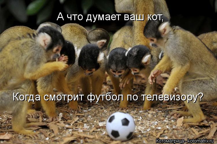 А что думает ваш кот, Когда смотрит футбол по телевизору?... Котоматрица: А что думает ваш кот, Когда смотрит футбол по телевизору?